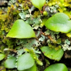 Pyrrosia rupestris at Monga, NSW - 9 Jan 2022