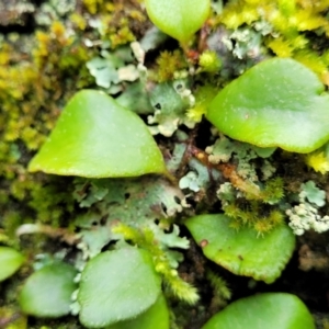 Pyrrosia rupestris at Monga, NSW - 9 Jan 2022