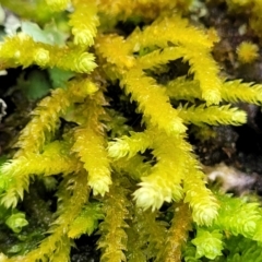 Unidentified Moss / Liverwort / Hornwort at Mongarlowe River - 9 Jan 2022 by tpreston