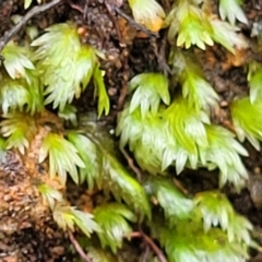Fissidens sp. at Monga, NSW - 9 Jan 2022 by trevorpreston