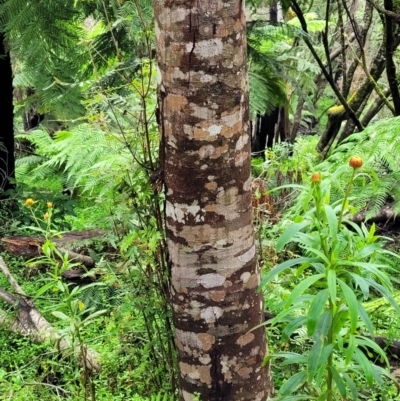 Eucryphia moorei (Pinkwood/Plumwood) at Monga, NSW - 9 Jan 2022 by trevorpreston