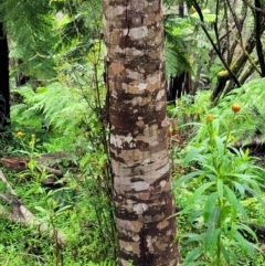 Eucryphia moorei (Pinkwood/Plumwood) at Monga National Park - 9 Jan 2022 by trevorpreston