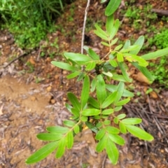 Eucryphia moorei at Monga, NSW - 9 Jan 2022 11:41 AM