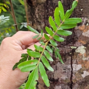 Eucryphia moorei at Monga, NSW - 9 Jan 2022