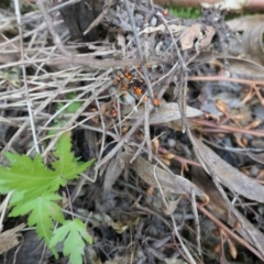 Dindymus versicolor (Harlequin Bug) at Gungahlin, ACT - 9 Jan 2022 by TrishGungahlin