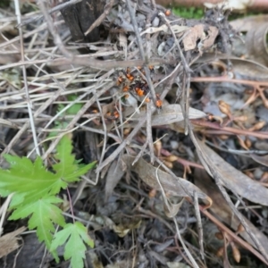 Dindymus versicolor at Gungahlin, ACT - suppressed