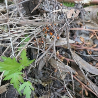 Dindymus versicolor (Harlequin Bug) at Gungahlin, ACT - 9 Jan 2022 by TrishGungahlin