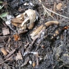 Dindymus versicolor at Gungahlin, ACT - suppressed