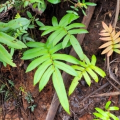 Blechnum wattsii (Hard water fern) at Monga, NSW - 9 Jan 2022 by tpreston