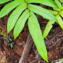 Blechnum wattsii at Monga, NSW - 9 Jan 2022