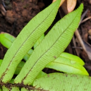 Blechnum wattsii at Monga, NSW - 9 Jan 2022