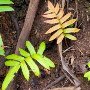 Blechnum wattsii at Monga, NSW - 9 Jan 2022