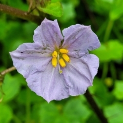 Solanum pungetium (Eastern Nightshade) at Mongarlowe River - 9 Jan 2022 by tpreston