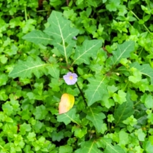 Solanum pungetium at Monga, NSW - 9 Jan 2022