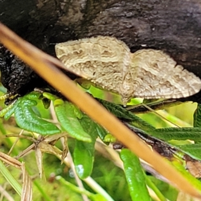 Chrysolarentia subrectaria (A Geometer moth) at Monga, NSW - 9 Jan 2022 by trevorpreston