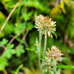 Euchiton japonicus (Creeping Cudweed) at Monga, NSW - 9 Jan 2022 by trevorpreston