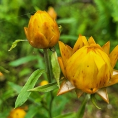 Xerochrysum bracteatum (Golden Everlasting) at Mongarlowe River - 9 Jan 2022 by tpreston