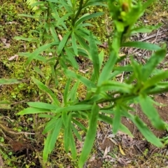 Xerochrysum bracteatum at Monga, NSW - 9 Jan 2022