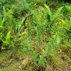 Xerochrysum bracteatum at Monga, NSW - 9 Jan 2022