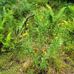 Xerochrysum bracteatum at Monga, NSW - 9 Jan 2022 11:22 AM