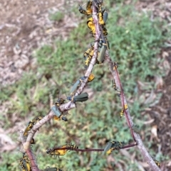 Chauliognathus lugubris (Plague Soldier Beetle) at Banksia Street Wetland Corridor - 8 Jan 2022 by AndrewCB