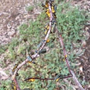 Chauliognathus lugubris at O'Connor, ACT - 8 Jan 2022 11:25 AM