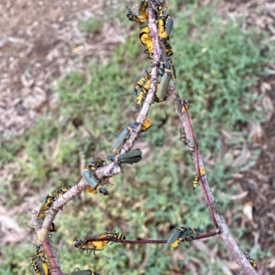 Chauliognathus lugubris (Plague Soldier Beetle) at O'Connor, ACT - 8 Jan 2022 by AndrewCB