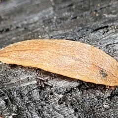 Australopacifica lucasi (A flatworm) at Monga, NSW - 9 Jan 2022 by tpreston
