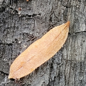 Reomkago sp. (genus) at Monga, NSW - 9 Jan 2022 11:17 AM