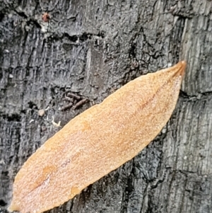 Reomkago sp. (genus) at Monga, NSW - 9 Jan 2022