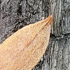 Reomkago sp. (genus) at Monga, NSW - 9 Jan 2022