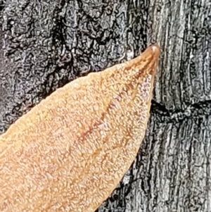 Reomkago sp. (genus) at Monga, NSW - 9 Jan 2022