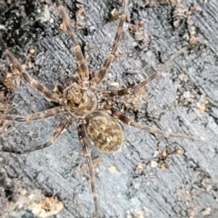 Unidentified Spider (Araneae) (TBC) at Monga National Park - 9 Jan 2022 by trevorpreston