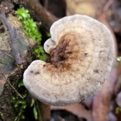 Sanguinoderma rude (Red-staining Stalked Polypore) at Monga National Park - 9 Jan 2022 by trevorpreston