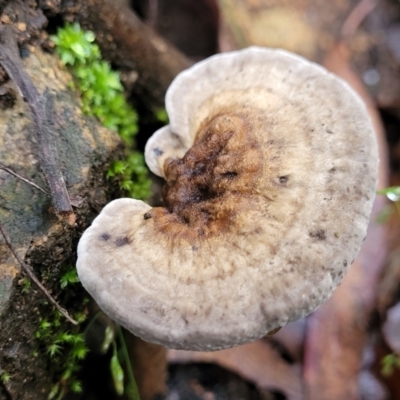 Sanguinoderma rude (Red-staining Stalked Polypore) at Monga, NSW - 9 Jan 2022 by tpreston