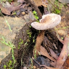 Sanguinoderma rude at Monga, NSW - 9 Jan 2022