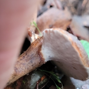 Sanguinoderma rude at Monga, NSW - 9 Jan 2022