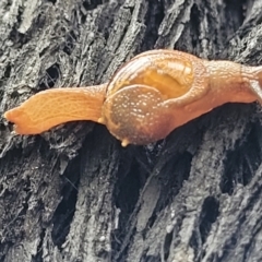 Helicarion cuvieri (A Semi-slug) at Monga, NSW - 9 Jan 2022 by trevorpreston