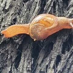 Helicarion cuvieri (A Semi-slug) at Monga, NSW - 9 Jan 2022 by tpreston