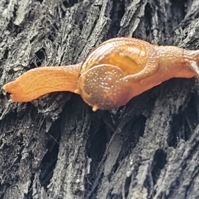 Helicarion cuvieri (A Semi-slug) at Monga, NSW - 9 Jan 2022 by tpreston