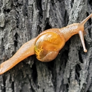 Helicarion cuvieri at Monga, NSW - 9 Jan 2022 11:13 AM