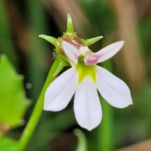 Lobelia purpurascens at Monga, NSW - 9 Jan 2022 11:12 AM