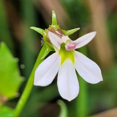 Lobelia purpurascens (White Root) at Monga, NSW - 9 Jan 2022 by tpreston