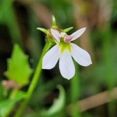 Lobelia purpurascens at Monga, NSW - 9 Jan 2022 11:12 AM