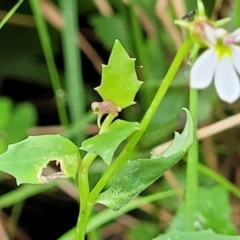 Lobelia purpurascens at Monga, NSW - 9 Jan 2022 11:12 AM