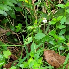 Lobelia purpurascens at Monga, NSW - 9 Jan 2022 11:12 AM