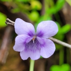 Viola hederacea (Ivy-leaved Violet) at Monga, NSW - 9 Jan 2022 by trevorpreston