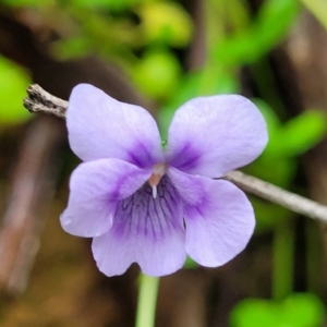 Viola hederacea at Monga, NSW - 9 Jan 2022 11:10 AM