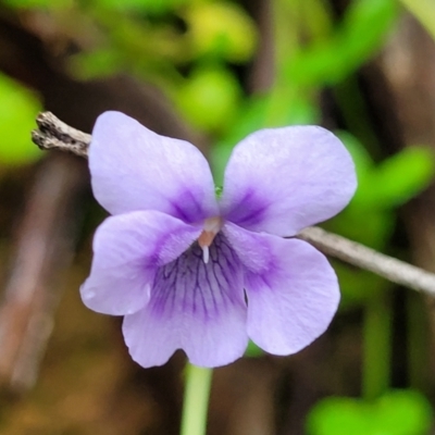 Viola hederacea (Ivy-leaved Violet) at Monga, NSW - 9 Jan 2022 by trevorpreston