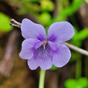 Viola hederacea at Monga, NSW - 9 Jan 2022 11:10 AM